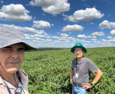 Adapar promove visitas em plantações e seminário sobre a vassoura-de-bruxa da mandioca durante Fiman 2025, em Paranavaí