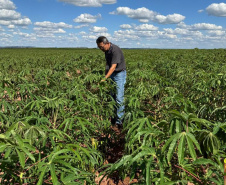 Adapar promove visitas em plantações e seminário sobre a vassoura-de-bruxa da mandioca durante Fiman 2025, em Paranavaí