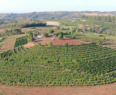 Café vencedor da 23ª edição do Concurso Café Qualidade é certificado pela Adapar