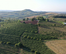 Café vencedor da 23ª edição do Concurso Café Qualidade é certificado pela Adapar