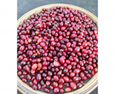 23ª edição do Concurso Café Qualidade Paraná comprova a força da mulher no campo