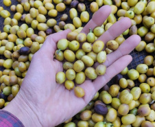 23ª edição do Concurso Café Qualidade Paraná comprova a força da mulher no campo