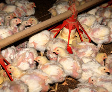 FOMENTO PARANÁ - Seara e Governo do Paraná anunciam investimentos de R$ 475 milhões para produtores rurais