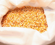 Milho encerra 2025 como principal aposta do produtor paranaense, aponta balanço do Deral