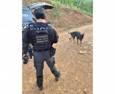 PCPR prende 56 pessoas durante megaoperação contra organização criminosa no Paraná