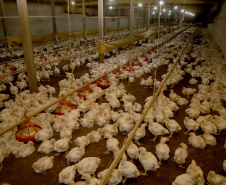 FOMENTO PARANÁ - Seara e Governo do Paraná anunciam investimentos de R$ 475 milhões para produtores rurais