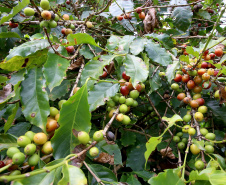 Paraná consolida produção de cafés especiais com alto valor agregado