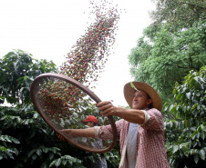 Paraná consolida produção de cafés especiais com alto valor agregado
