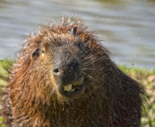 Instituto Água e Terra formalizou convênio com a Prefeitura de Curitiba que estabelece ações institucionais conjuntas para o atendimento à fauna silvestre vitimada na Região Metropolitana de Curitiba