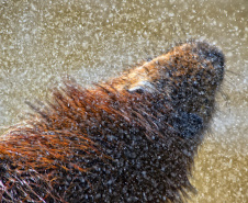 Instituto Água e Terra formalizou convênio com a Prefeitura de Curitiba que estabelece ações institucionais conjuntas para o atendimento à fauna silvestre vitimada na Região Metropolitana de Curitiba