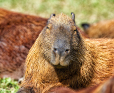 Instituto Água e Terra formalizou convênio com a Prefeitura de Curitiba que estabelece ações institucionais conjuntas para o atendimento à fauna silvestre vitimada na Região Metropolitana de Curitiba