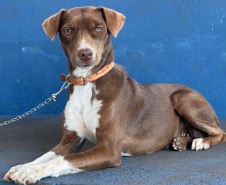 Mutirão do CastraPet vai beneficiar cães e gatos de 20 municípios do Paraná em dezembro