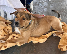 Mutirão do CastraPet vai beneficiar cães e gatos de 20 municípios do Paraná em dezembro