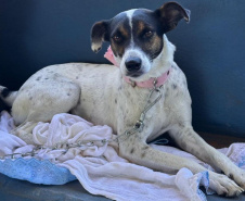 Mutirão do CastraPet vai beneficiar cães e gatos de 20 municípios do Paraná em dezembro