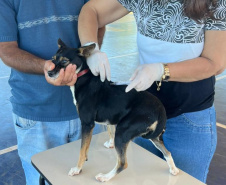 Mutirão do CastraPet vai beneficiar cães e gatos de 20 municípios do Paraná em dezembro