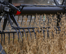 Região de Palmas fortalece cadeia produtiva e exporta sementes de soja e batata para outros estados