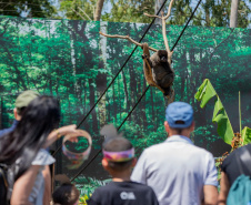 Mais de 5,8 milhões de turistas visitaram Foz do Iguaçu em 2025