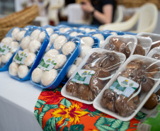 PRODUÇÃO COGUMELOS