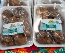 PRODUÇÃO COGUMELOS