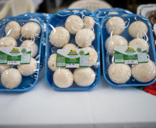 PRODUÇÃO COGUMELOS