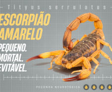 Sesa lança campanha para reforçar cuidados com picadas de escorpiões