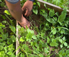 Alunos criam “Canteiro de Africanidades” para ensinar história e cultura afro-brasileira