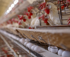 FOMENTO PARANÁ - Seara e Governo do Paraná anunciam investimentos de R$ 475 milhões para produtores rurais