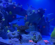 Alunos de Rio Bonito do Iguaçu encerram ano letivo com viagem especial a Foz do Iguaçu