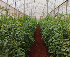 SEAB - Colheita histórica de tomate em Maria Helena destaca atuação do IDR-Paraná e força do manejo técnico