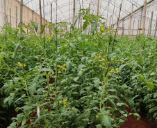 SEAB - Colheita histórica de tomate em Maria Helena destaca atuação do IDR-Paraná e força do manejo técnico