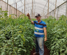 SEAB - Colheita histórica de tomate em Maria Helena destaca atuação do IDR-Paraná e força do manejo técnico