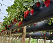 Rota Turística do Morango integra agricultura e turismo e amplia renda nas propriedades rurais do Paraná