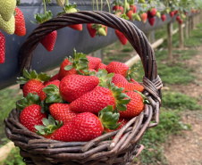 Rota Turística do Morango integra agricultura e turismo e amplia renda nas propriedades rurais do Paraná