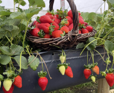 Rota Turística do Morango integra agricultura e turismo e amplia renda nas propriedades rurais do Paraná