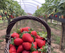 Rota Turística do Morango integra agricultura e turismo e amplia renda nas propriedades rurais do Paraná