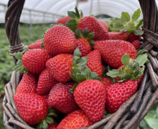 Rota Turística do Morango integra agricultura e turismo e amplia renda nas propriedades rurais do Paraná