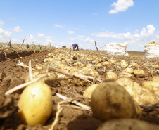 Região de Palmas fortalece cadeia produtiva e exporta sementes de soja e batata para outros estados