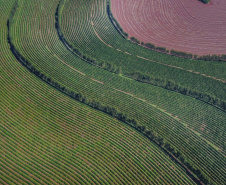 Paraná consolida produção de cafés especiais com alto valor agregado
