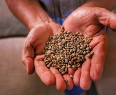 Paraná consolida produção de cafés especiais com alto valor agregado
