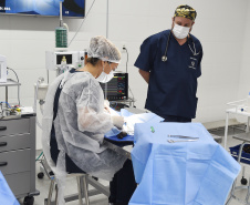 Governo do Estado prestou assistência a 4.552 animais silvestres entre janeiro e novembro de 2025.