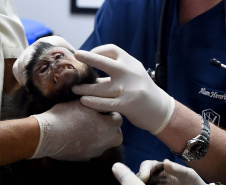 Instituto Água e Terra formalizou convênio com a Prefeitura de Curitiba que estabelece ações institucionais conjuntas para o atendimento à fauna silvestre vitimada na Região Metropolitana de Curitiba