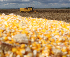 Milho encerra 2025 como principal aposta do produtor paranaense, aponta balanço do Deral