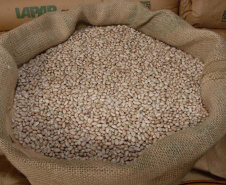 Milho encerra 2025 como principal aposta do produtor paranaense, aponta balanço do Deral