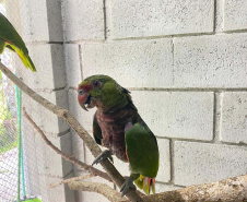 Pronto Atendimento a Animais Silvestres (PAAS) do Parque Estadual do Palmito, em Paranaguá, é referência no atendimento à fauna silvestre