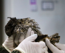 Pronto Atendimento a Animais Silvestres (PAAS) do Parque Estadual do Palmito, em Paranaguá, é referência no atendimento à fauna silvestre