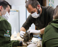 Pronto Atendimento a Animais Silvestres (PAAS) do Parque Estadual do Palmito, em Paranaguá, é referência no atendimento à fauna silvestre