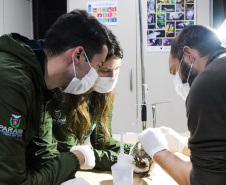 Pronto Atendimento a Animais Silvestres (PAAS) do Parque Estadual do Palmito, em Paranaguá, é referência no atendimento à fauna silvestre
