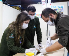 Pronto Atendimento a Animais Silvestres (PAAS) do Parque Estadual do Palmito, em Paranaguá, é referência no atendimento à fauna silvestre
