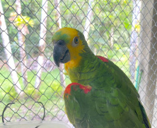 Pronto Atendimento a Animais Silvestres (PAAS) do Parque Estadual do Palmito, em Paranaguá, é referência no atendimento à fauna silvestre