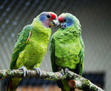 Instituto Água e Terra elaborou um informativo para orientar quem deseja comprar espécies da fauna silvestre de forma legal no Paraná.